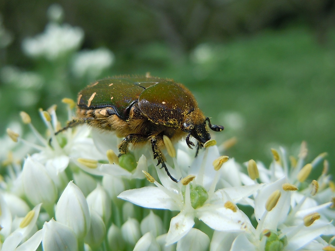 コアオハナムグリ 小青花潜 という名の甲虫 椿壽菴だより