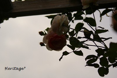 f0170524_17511959.jpg