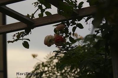 f0170524_17512510.jpg
