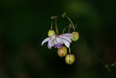 f0170524_17525415.jpg