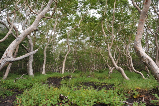 b0165226_029492.jpg