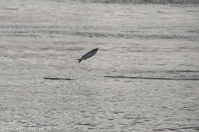 f0147858_223438.jpg