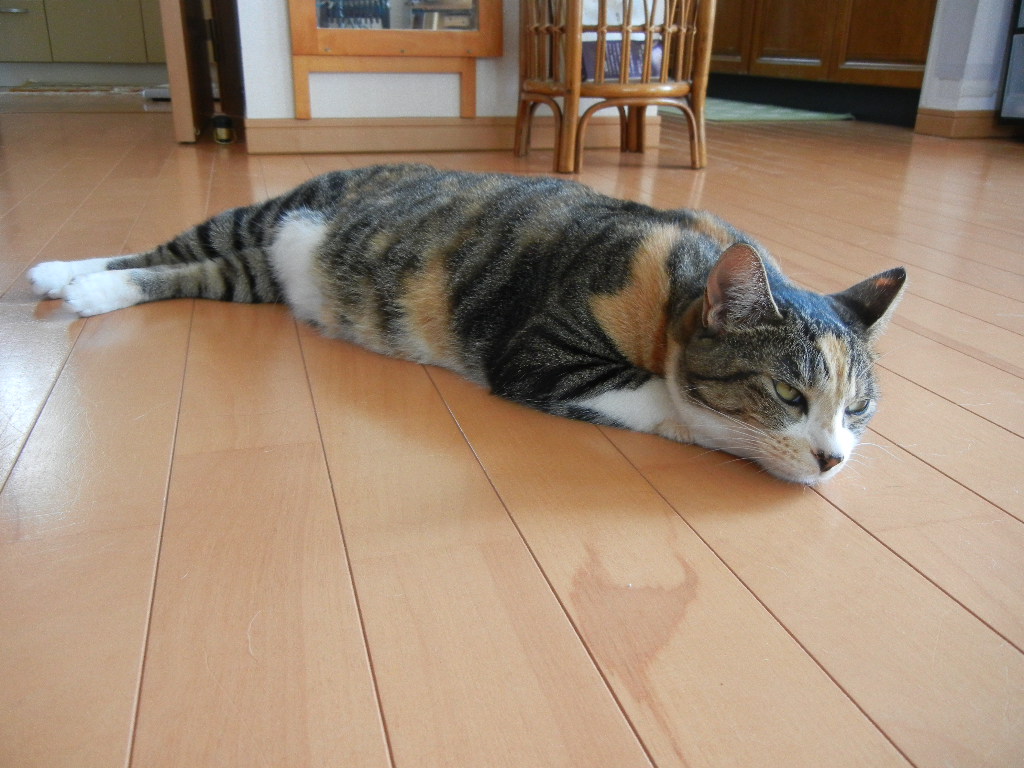 2011年9月8日(木)太陽が燃えている!_f0060461_910473.jpg
