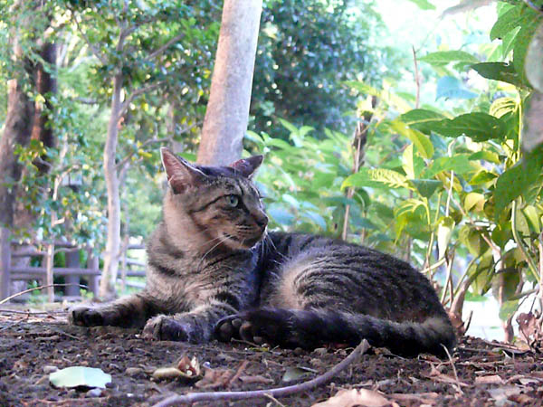 上野公園の猫たち ネットのしじま いたざわ しじま公式blog 上野公園の猫たち ネットのしじま いたざわ しじま公式blog