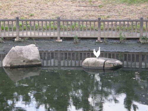 コチドリ_e0232277_10153334.jpg
