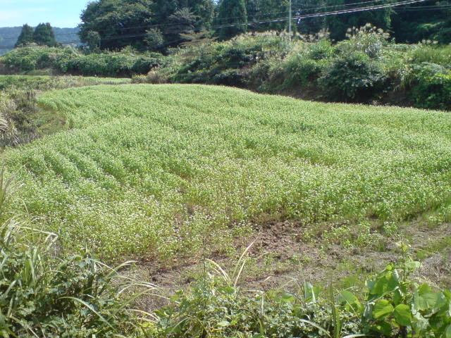 秋の気配。_d0182179_18201418.jpg