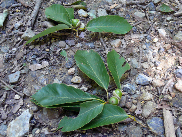 e0056880_9574450.jpg