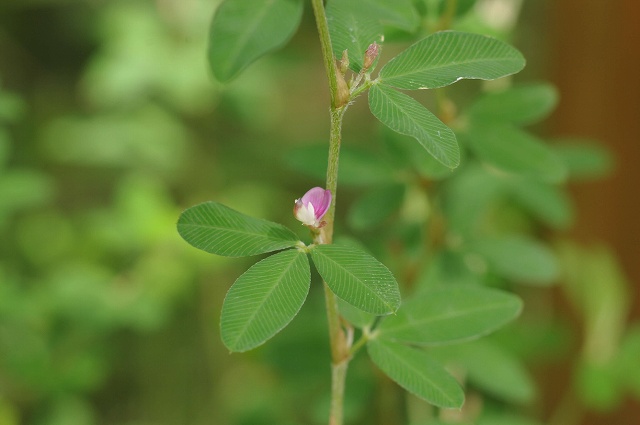 ■　秋の草花　　　11.9.8　　　（ヤハズソウ、ブタクサ、イヌコウジュ）_e0070891_20151530.jpg