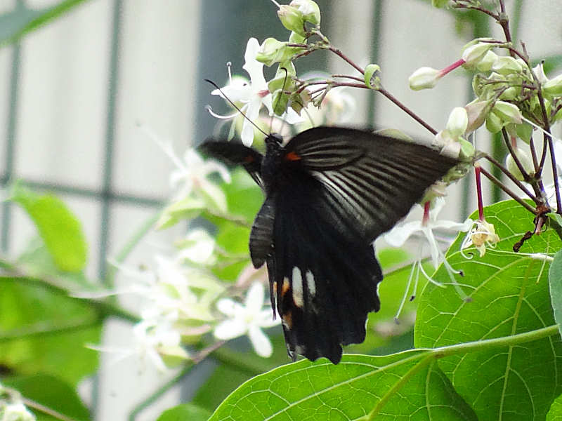 ナガサキアゲハ（舞鶴公園 2011/08/24撮影）_f0204094_21134334.jpg