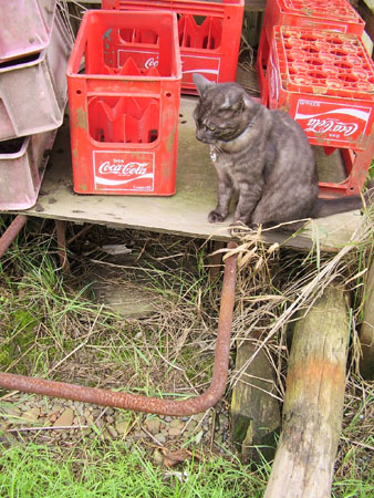 久しぶりにコナの木登り、ソラとフク　その１_c0206596_10355369.jpg