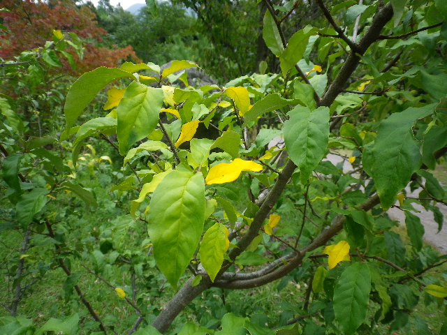 e0179508_1365823.jpg