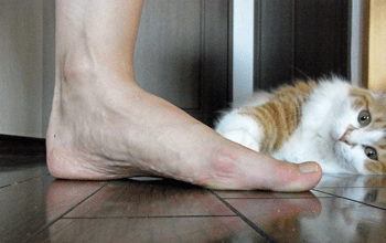 b0189509_15232043.gif