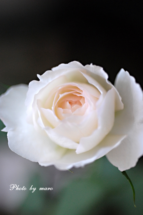 薔薇 しずく と ファビュラス 南米淡水フグのぷくりん 麻呂犬写真館 Mamiphon 薔薇 しずく と ファビュラス 南米淡水フグのぷくりん 麻呂犬写真館 Mamiphon