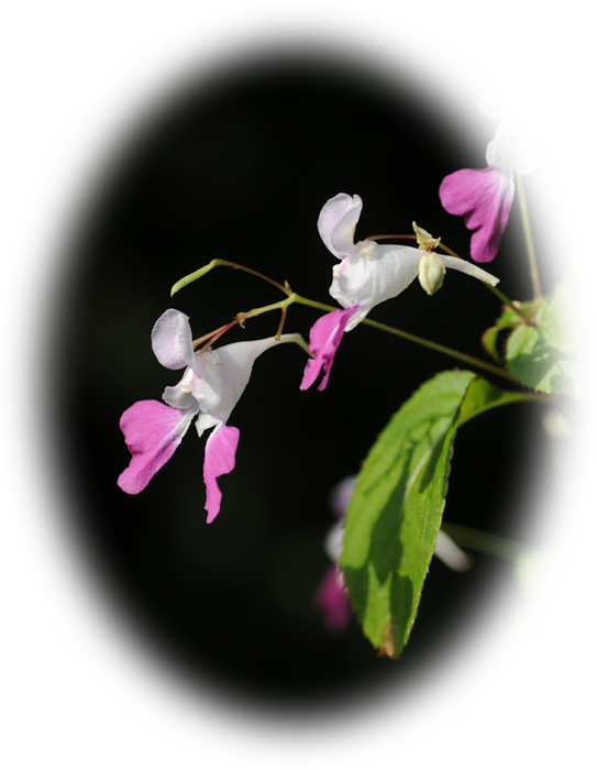d0029829_616453.png