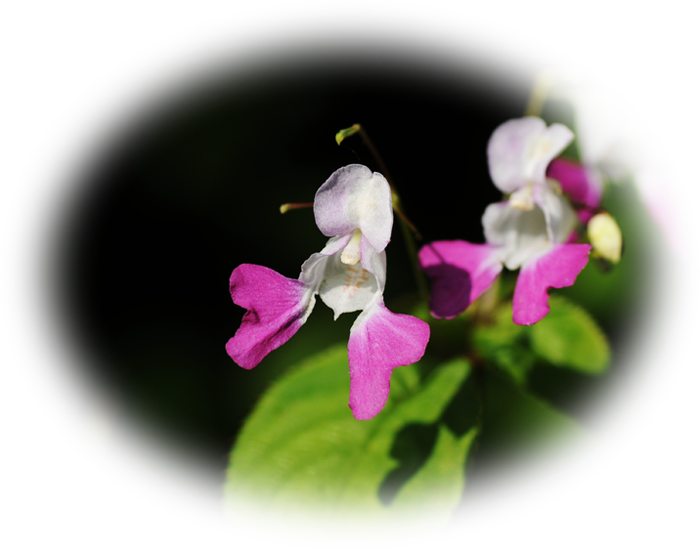 d0029829_6251353.png