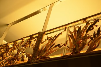 CUISINE DE BAR Poilâne - ポワラーヌ キュイジーヌ・ドゥ・バー _a0231632_1727780.jpg