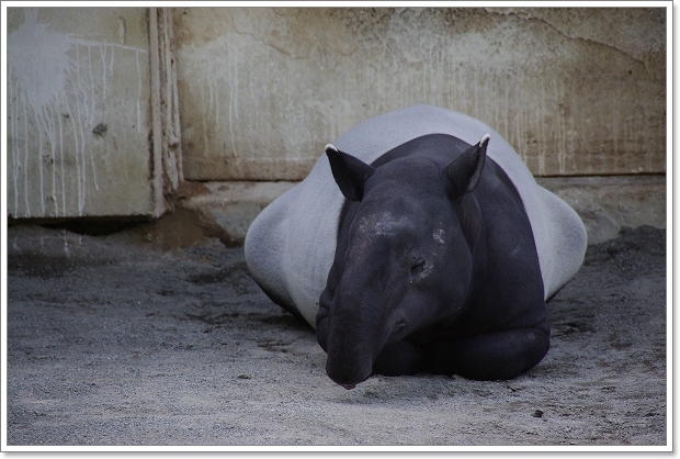 円山動物園　マレーバク  \'11.07.21_f0218836_8362343.jpg