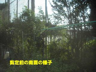 伐採作業のナデシコジャパン_f0031037_2011711.jpg