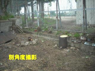 伐採作業のナデシコジャパン_f0031037_2012544.jpg