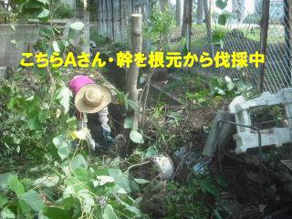 伐採作業のナデシコジャパン_f0031037_20144221.jpg