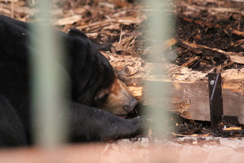 ウメキチ。円山動物園編。_d0214638_2111854.jpg