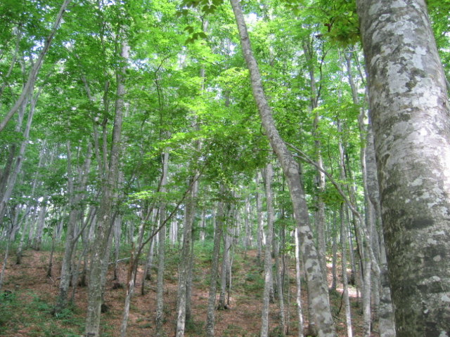 e0007242_1563313.jpg