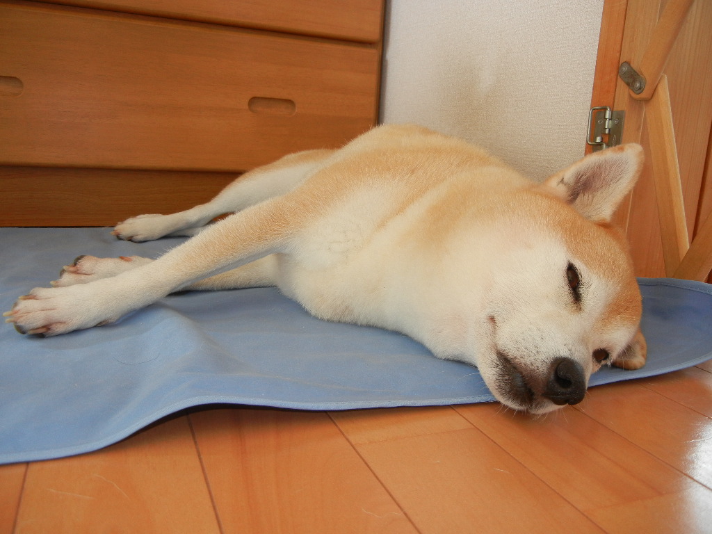 2011年9月9日(金)夏の終わりの庭!_f0060461_10325720.jpg