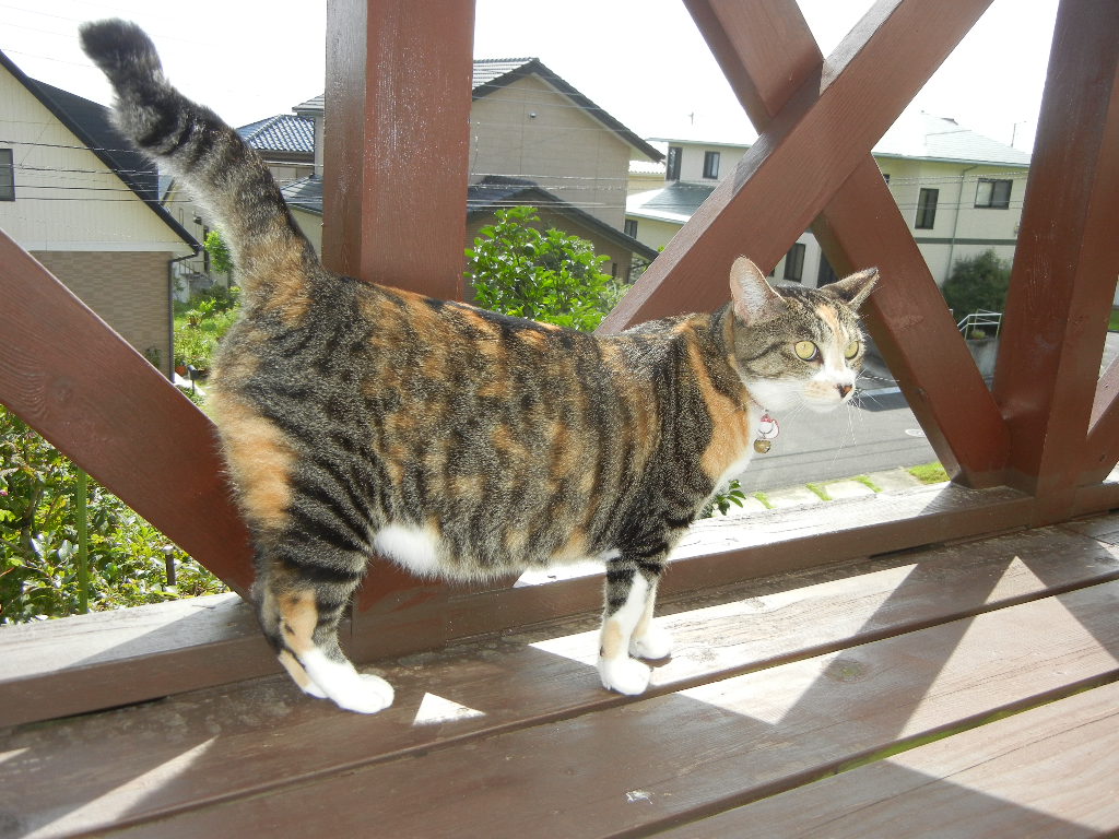 ２０１１年９月９日（金）夏の終わりの庭！_f0060461_10395453.jpg