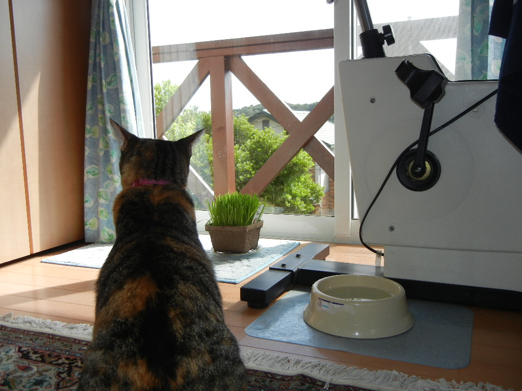 2011年9月9日(金)夏の終わりの庭!_f0060461_1042257.jpg