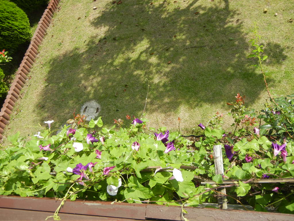 2011年9月9日(金)夏の終わりの庭!_f0060461_1232159.jpg