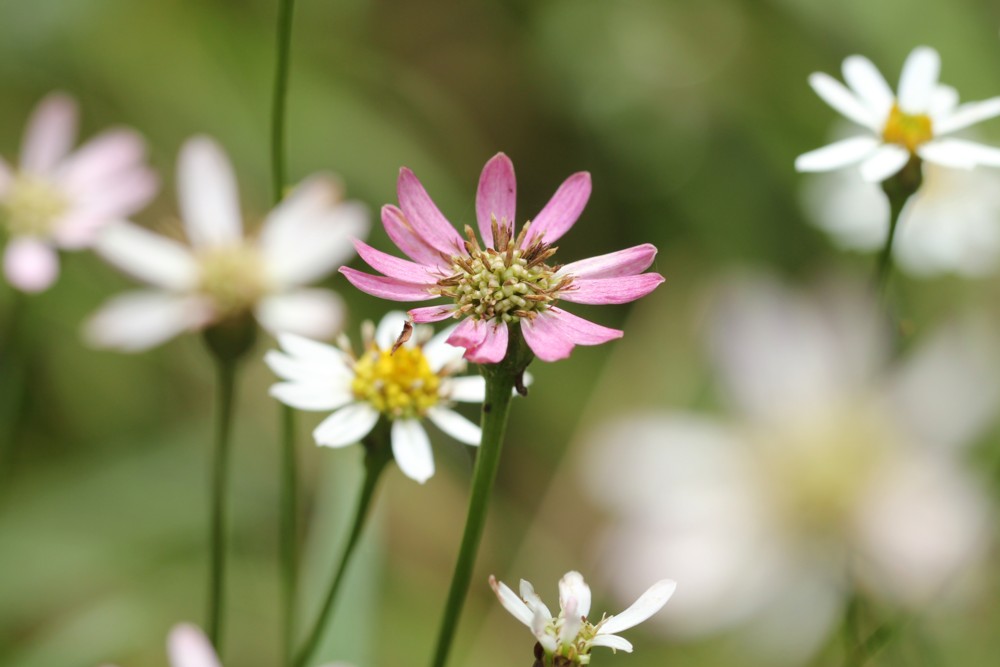 ９月５日　灰ヶ峰の花_a0183666_2221686.jpg