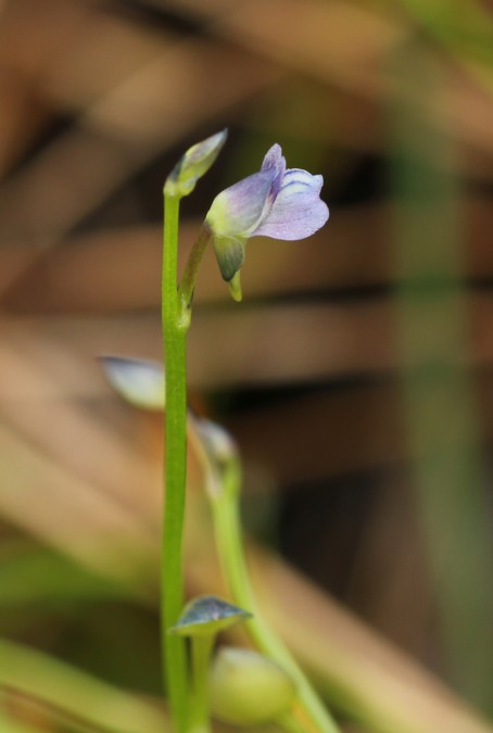 ９月５日　灰ヶ峰の花_a0183666_2241080.jpg