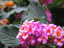 a0207689_1143080.jpg