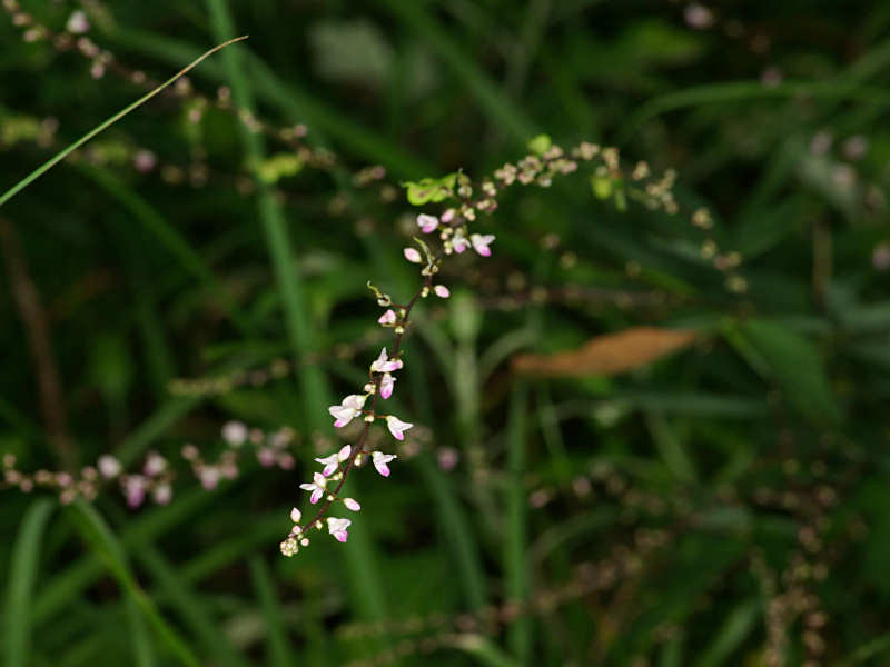 f0204094_8433223.jpg