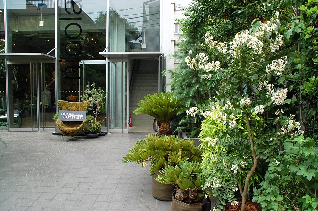 表参道の花屋 ニコライバーグマン 雲母 kira の舟に乗って 表参道の花屋 ニコライバーグマン 雲母 kira の舟に乗って