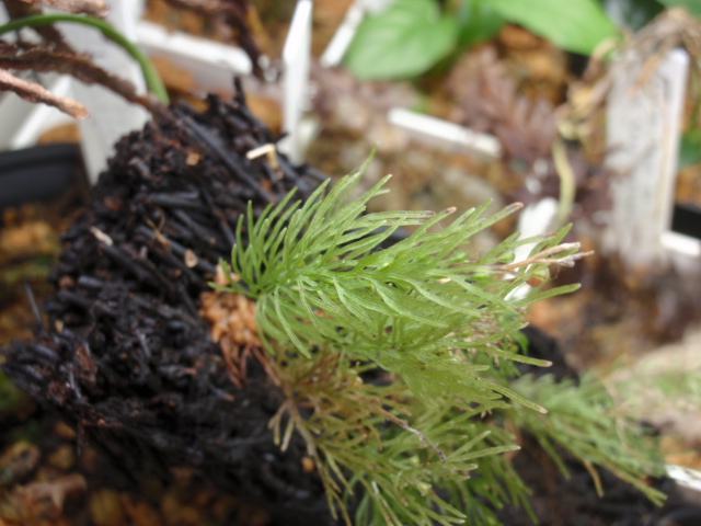 Abrodictyum cf cumingii スラウェシ産 : コケシノブログ‐苔忍録‐