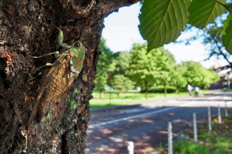 201100907  夏の終わりのミカドミンミン_d0090322_22562117.jpg