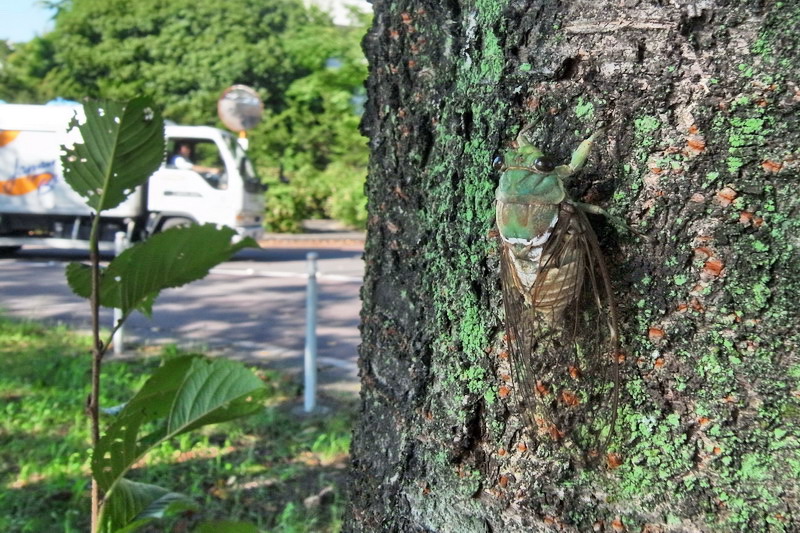 201100907  夏の終わりのミカドミンミン_d0090322_2331181.jpg