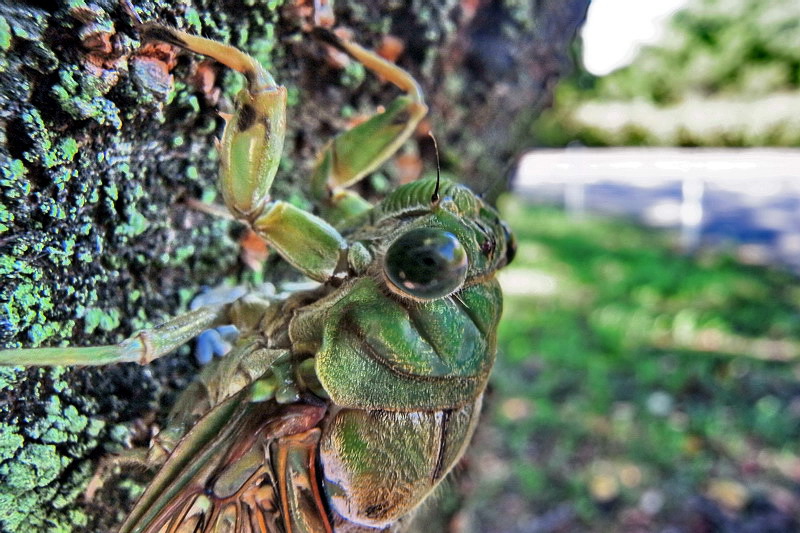 201100907  夏の終わりのミカドミンミン_d0090322_2334146.jpg