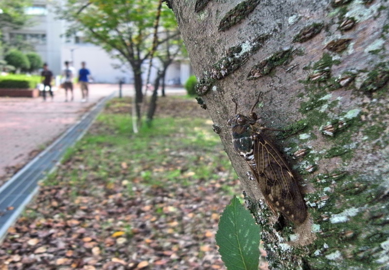 201100907  夏の終わりのミカドミンミン_d0090322_2341138.jpg