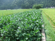 服間小学校の枝豆収穫です♪_e0061225_13344378.jpg