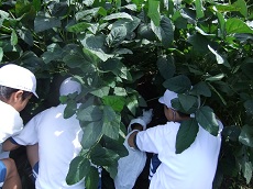 服間小学校の枝豆収穫です♪_e0061225_1339498.jpg