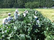 服間小学校の枝豆収穫です♪_e0061225_13411850.jpg