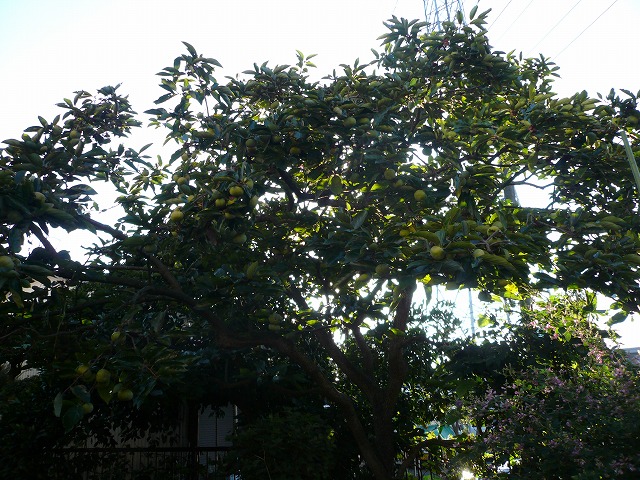 a0006033_10494513.jpg