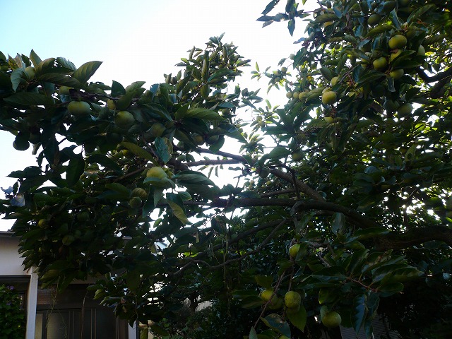 a0006033_1050163.jpg