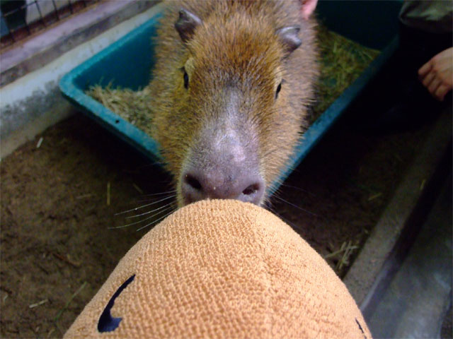 長崎からの刺客_a0179837_1711488.jpg