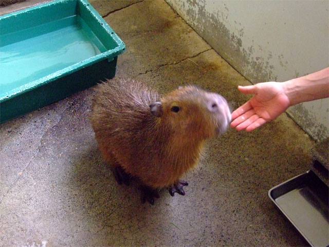 そわそわまりもちゃん_a0179837_18383135.jpg