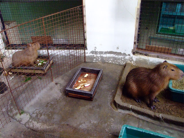 もも君とカピバラ抱き枕ちゃん_a0179837_18444629.jpg