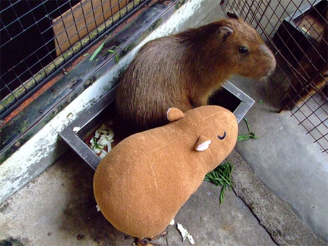 もも君とカピバラ抱き枕ちゃん_a0179837_18491136.jpg
