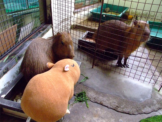 もも君とカピバラ抱き枕ちゃん_a0179837_18501630.jpg